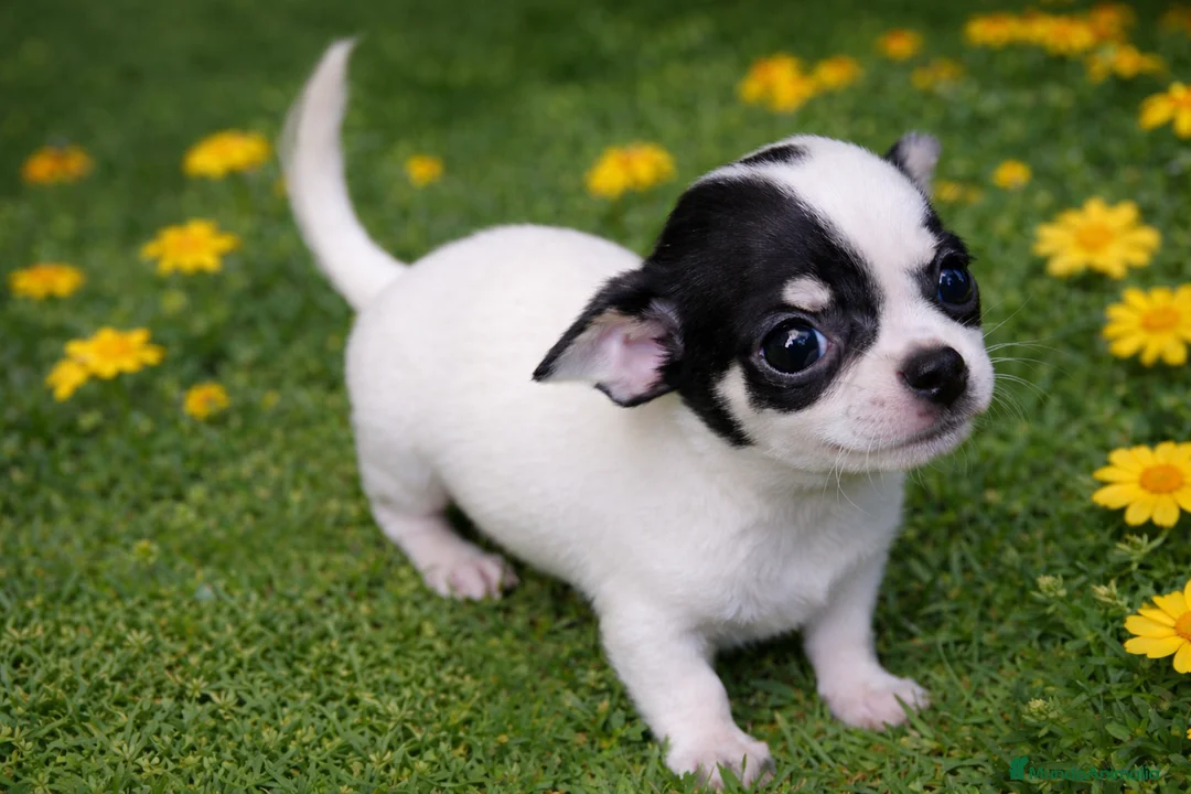 Chihuahua perros en venta: 🐾 ¡CHIHUAHUA MINI DISPONIBLES! 🐾 - Anuncio 1