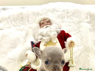 Chihuahua perros Chihuahua hembras y machoa color lilac - Anuncio 1