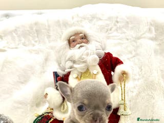 Chihuahua perros Chihuahua hembras y machoa color lilac - Anuncio 10