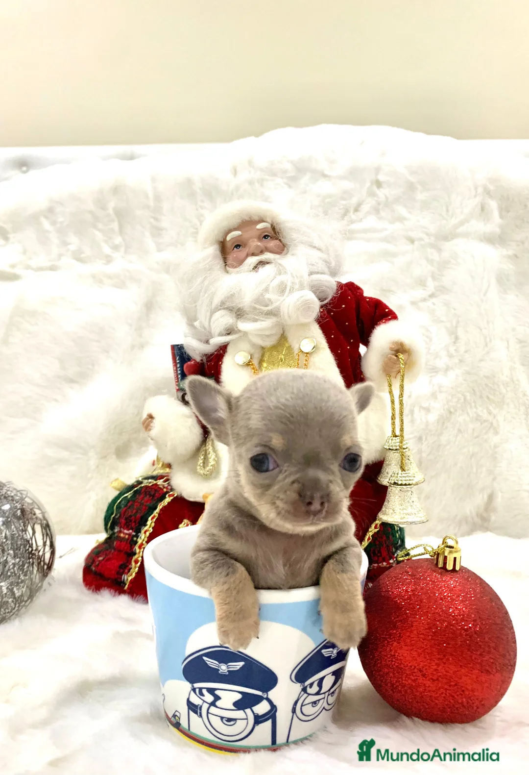 Chihuahua perros en venta: Chihuahua hembras y machoa color lilac - Anuncio 1