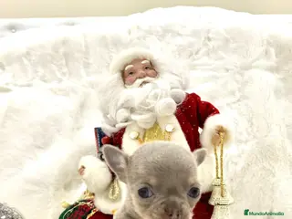 Chihuahua perros Chihuahua hembras y machoa color lilac - Anuncio 3