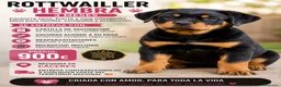 Rottweiler perros en venta: ROTTWAILLER en Cáceres - Anuncio 1
