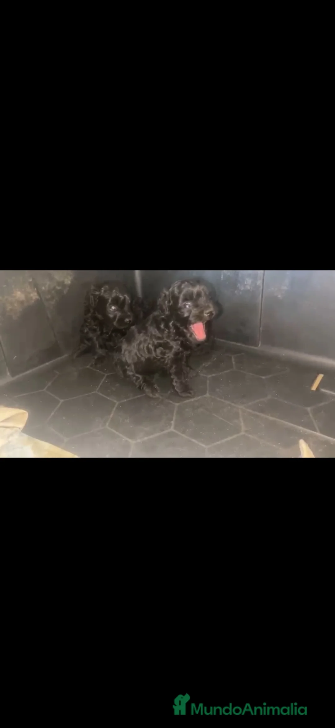 Caniche Toy perros en venta: Disponible preciosos caniches🐶🐾🔥 - Anuncio 1