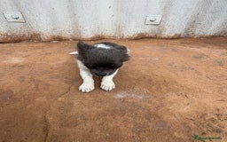 Chihuahua perros en venta: OPORTUNIDAD Macho chihuahua toy  - Anuncio 4