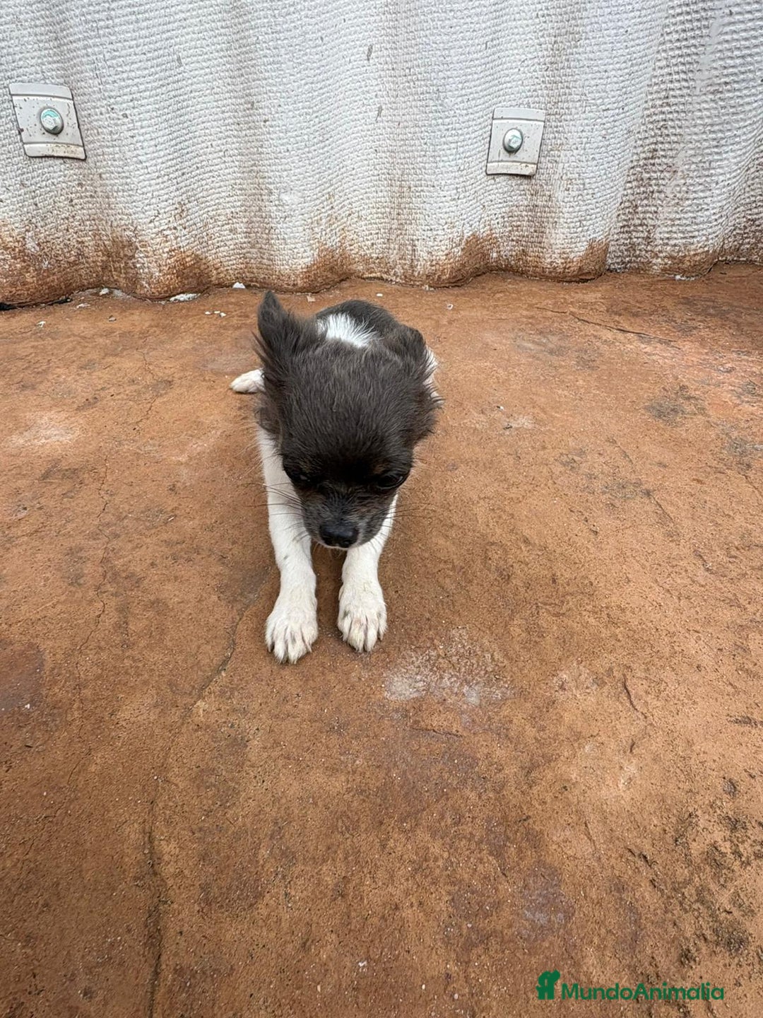 Chihuahua perros en venta: OPORTUNIDAD Macho chihuahua toy  - Anuncio 4