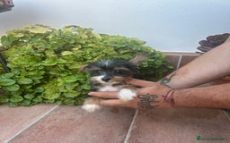 Raza Mixta perros en venta: Cruce dé Yorkshire  - Imagen 2