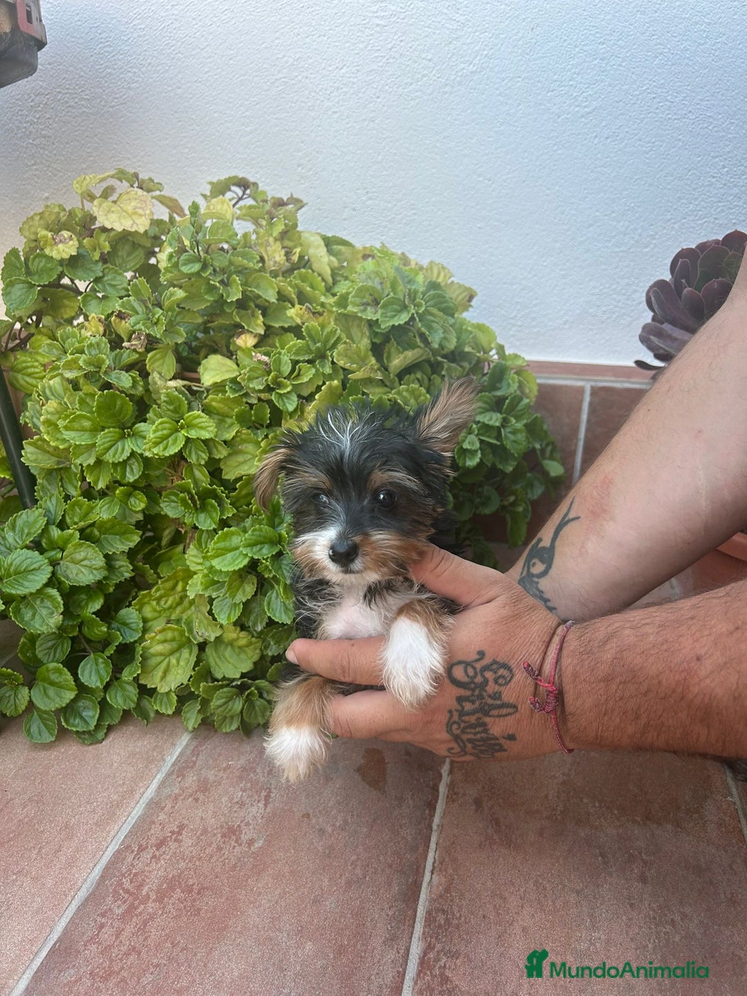 Raza Mixta perros en venta: Cruce dé Yorkshire  - Imagen 2