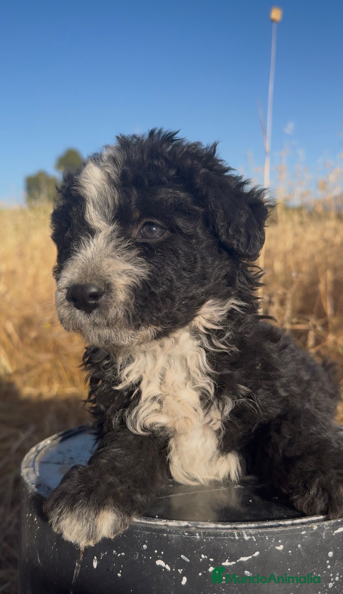 Perro de Agua Español perros PERRO DE AGUA ESPAÑOL - Anuncio 1