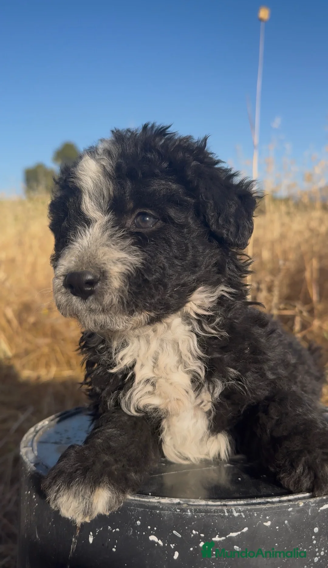 Perro de Agua Español perros en venta: PERRO DE AGUA ESPAÑOL - Anuncio 1