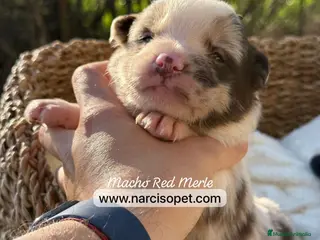 Border Collie perros BORDER COLLIE RED MERLE - Anuncio 5