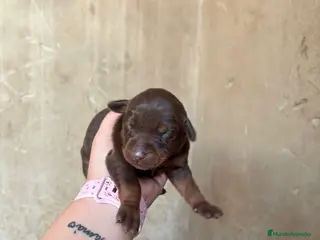 Dobermann perros Espectacular camada de Doberman chocolate - Anuncio 2