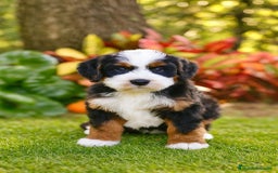 Raza Mixta perros en venta: Berna Doodle únicos en España  - Imagen 2