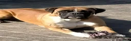 Boxer perros en venta: BOXER - Anuncio 1