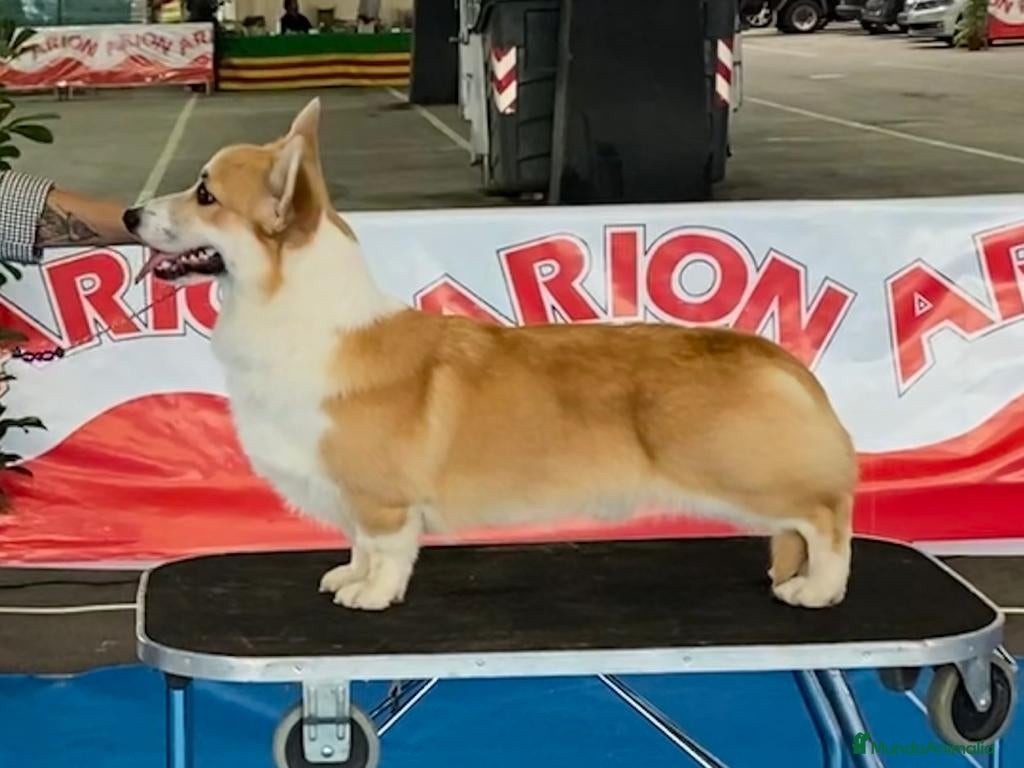 Welsh Corgi Pembroke perros cacorros corgis pembroke Valencia España campeones - Anuncio 1