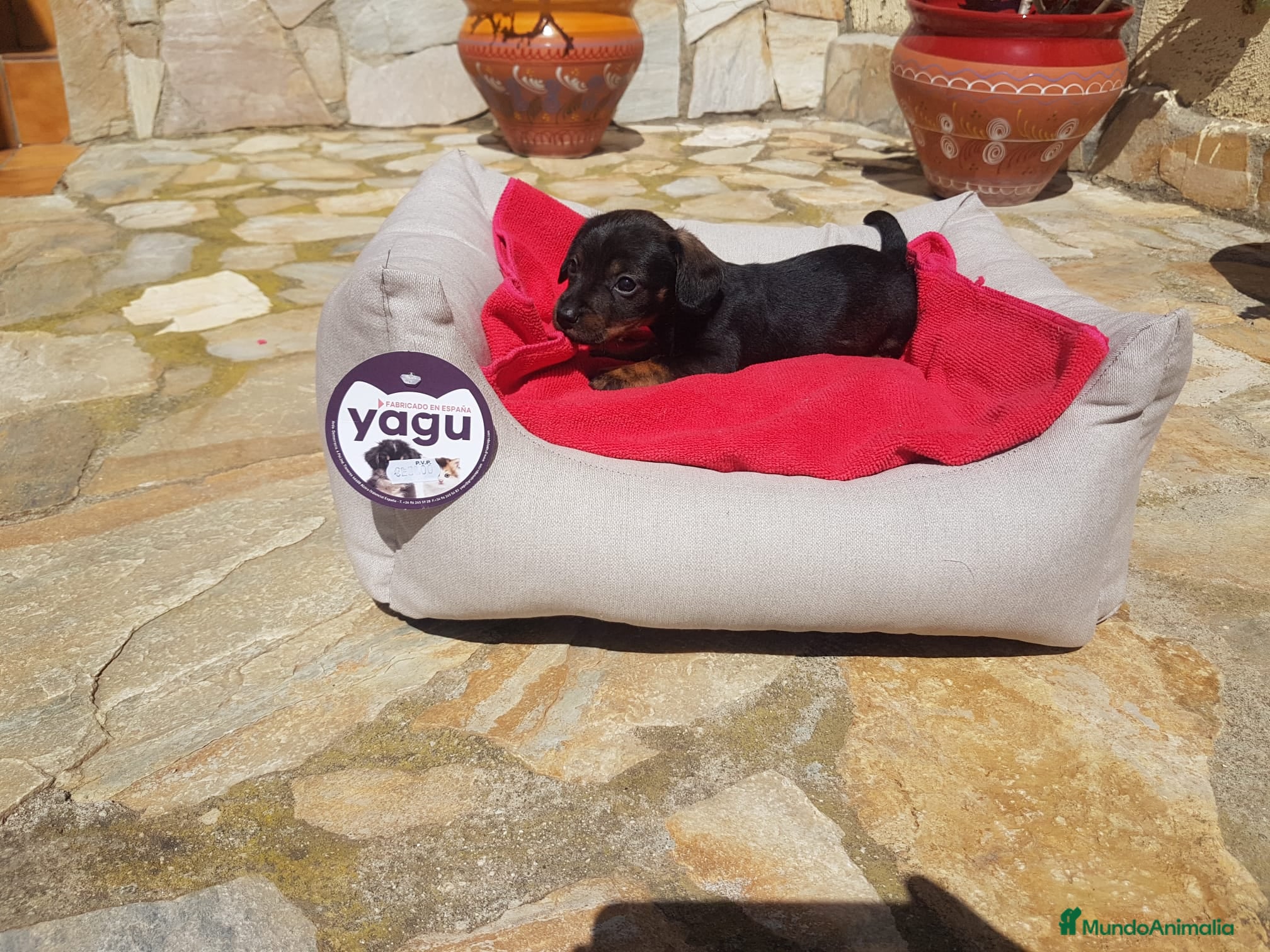 Teckel perros Teckel - Anuncio 1