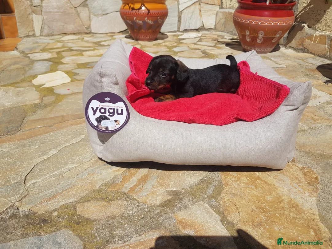 Teckel perros en venta: Teckel - Anuncio 1