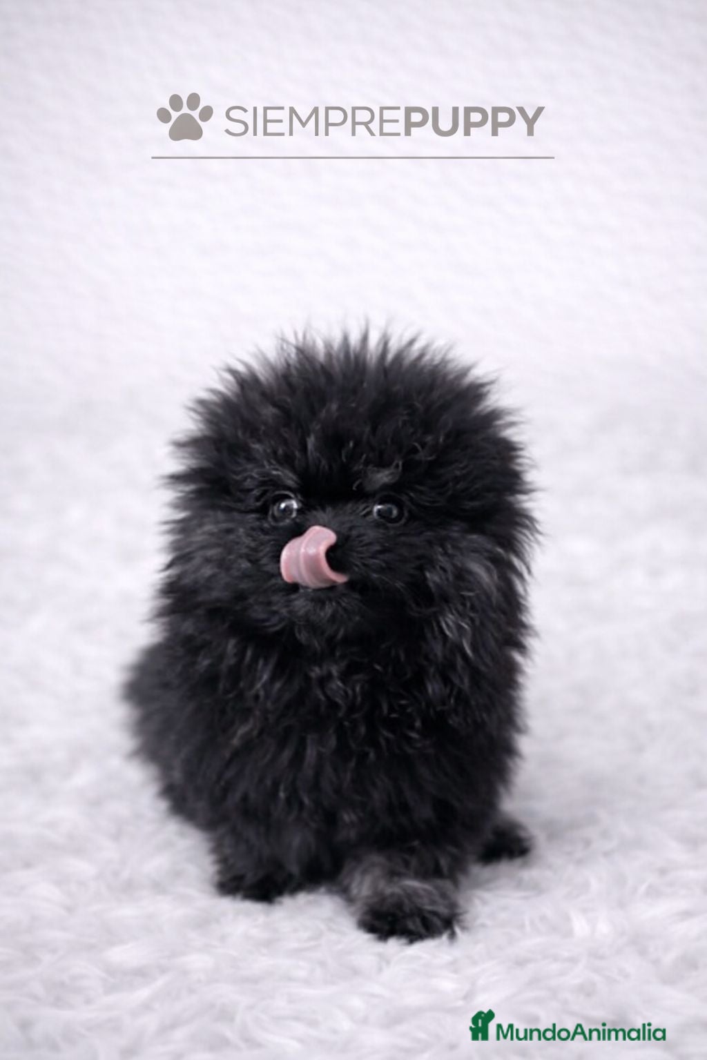 Pomerania perros POMERANIA LULÚ MICRO TOY - Anuncio 4