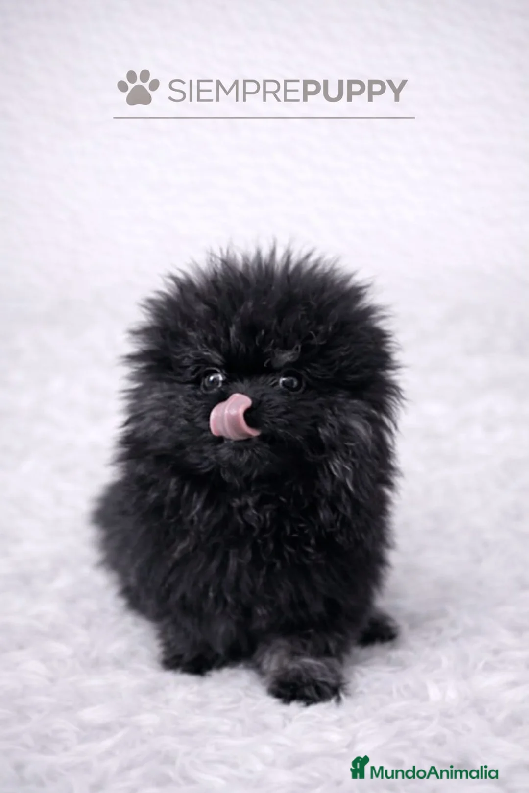Pomerania perros en venta: POMERANIA LULÚ MICRO TOY - Anuncio 1