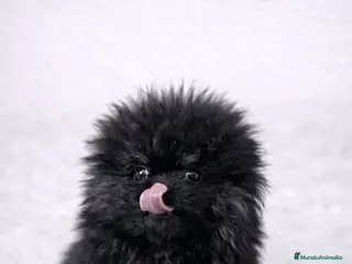 Pomerania perros POMERANIA LULÚ MICRO TOY - Anuncio 4