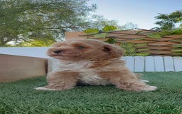 Caniche Toy perros en venta: CANICHE TOY MACHO - Imagen 15