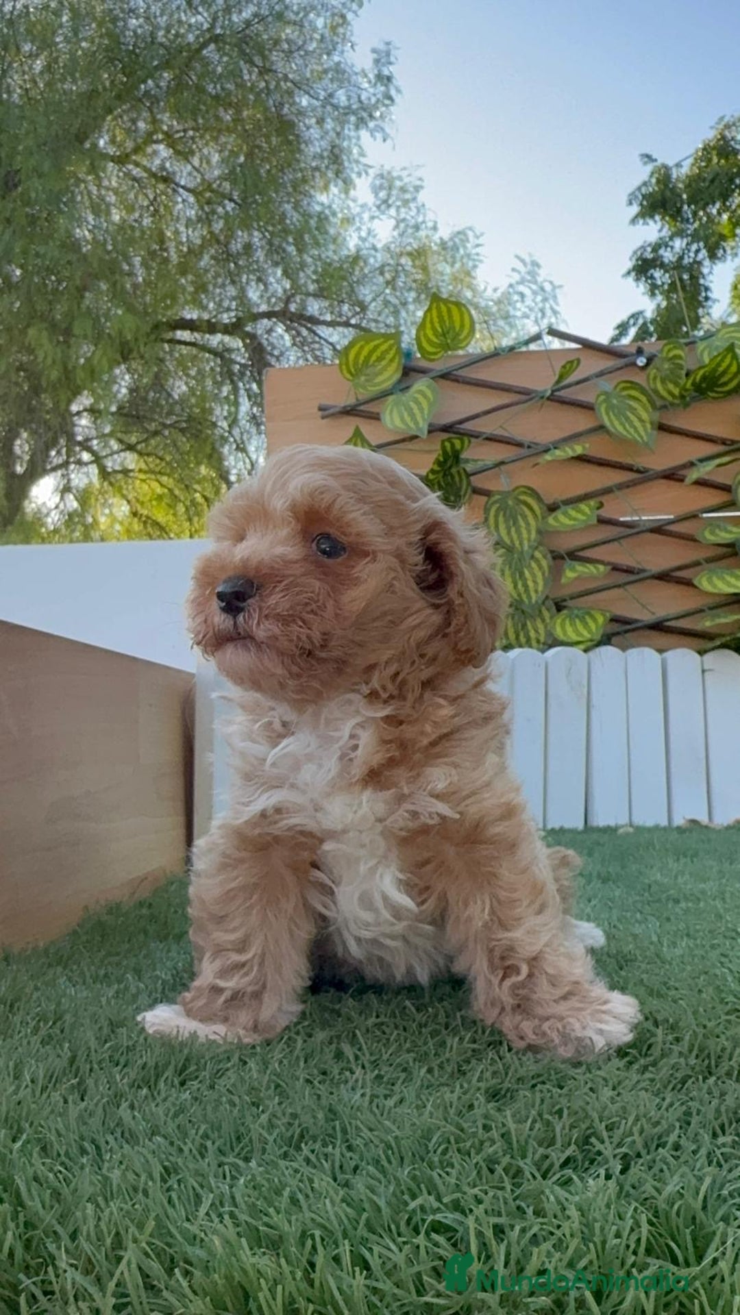 Caniche Toy perros en venta: CANICHE TOY MACHO - Imagen 15