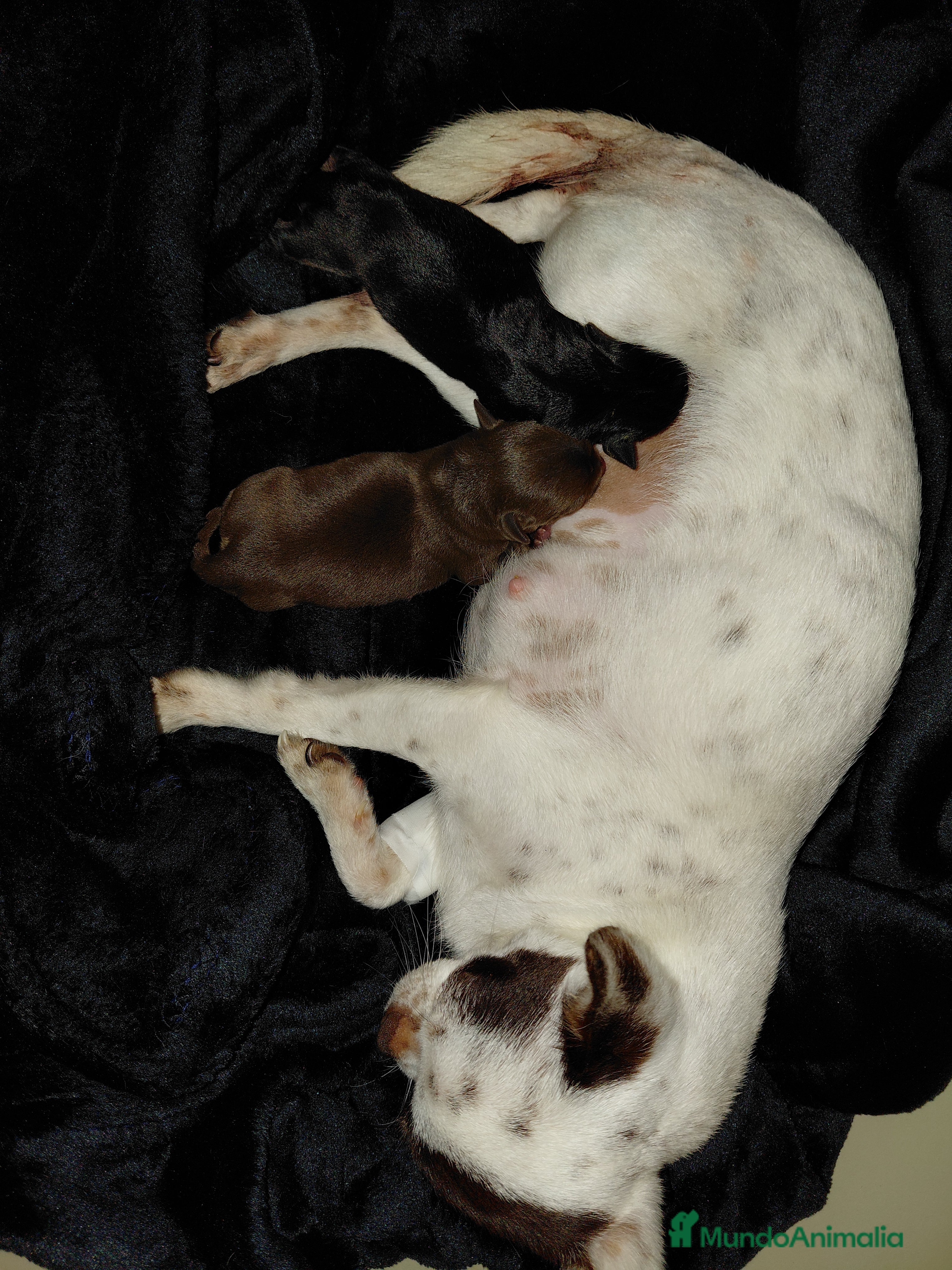 Chihuahua perros Chihuahua linea rusa - Anuncio 1