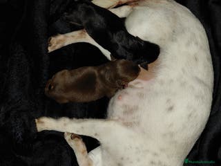 Chihuahua perros Chihuahua linea rusa - Anuncio 34