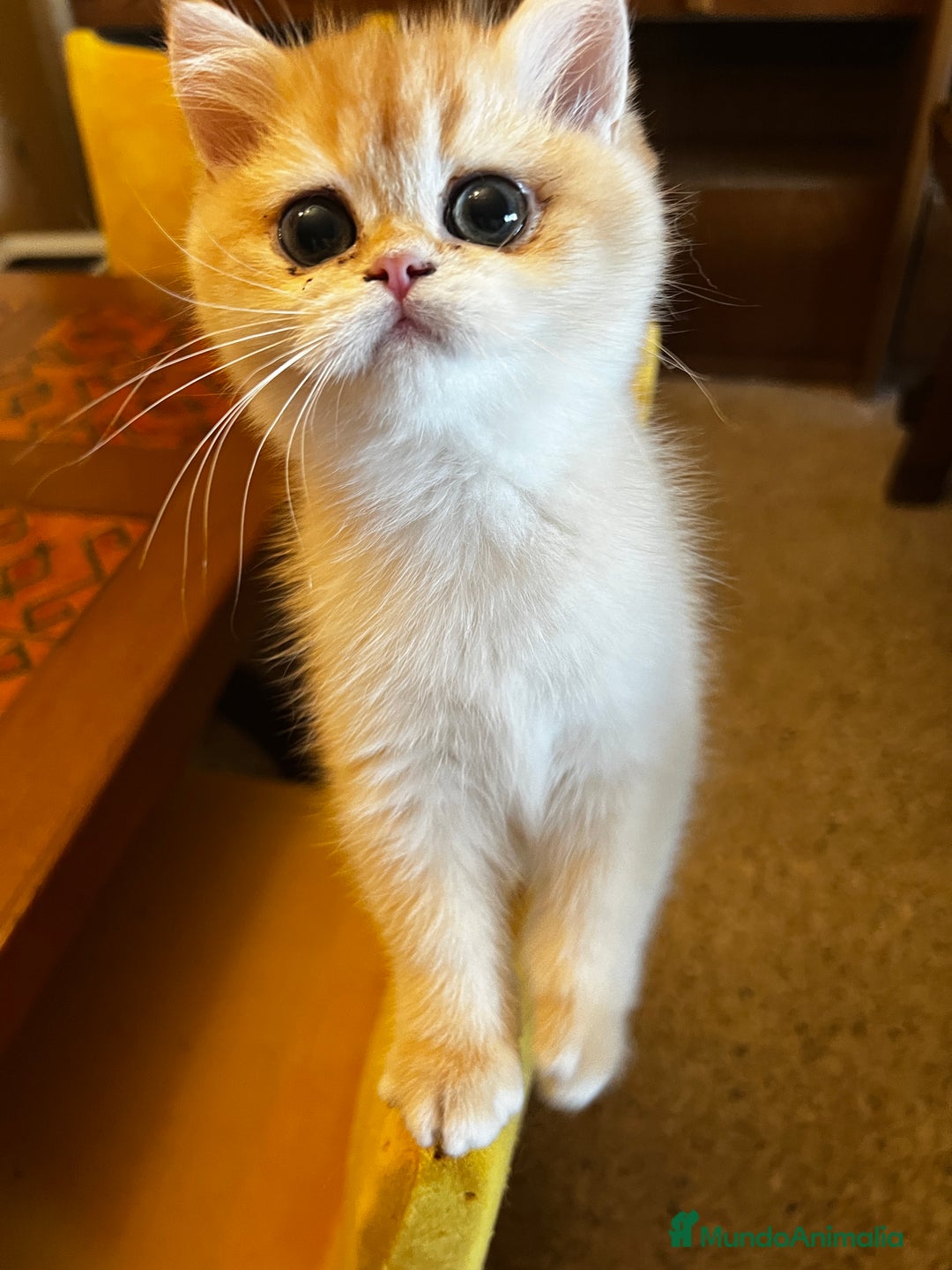 Británico de Pelo Corto gatos en venta: British shorthair golden chinchilla - Anuncio 7