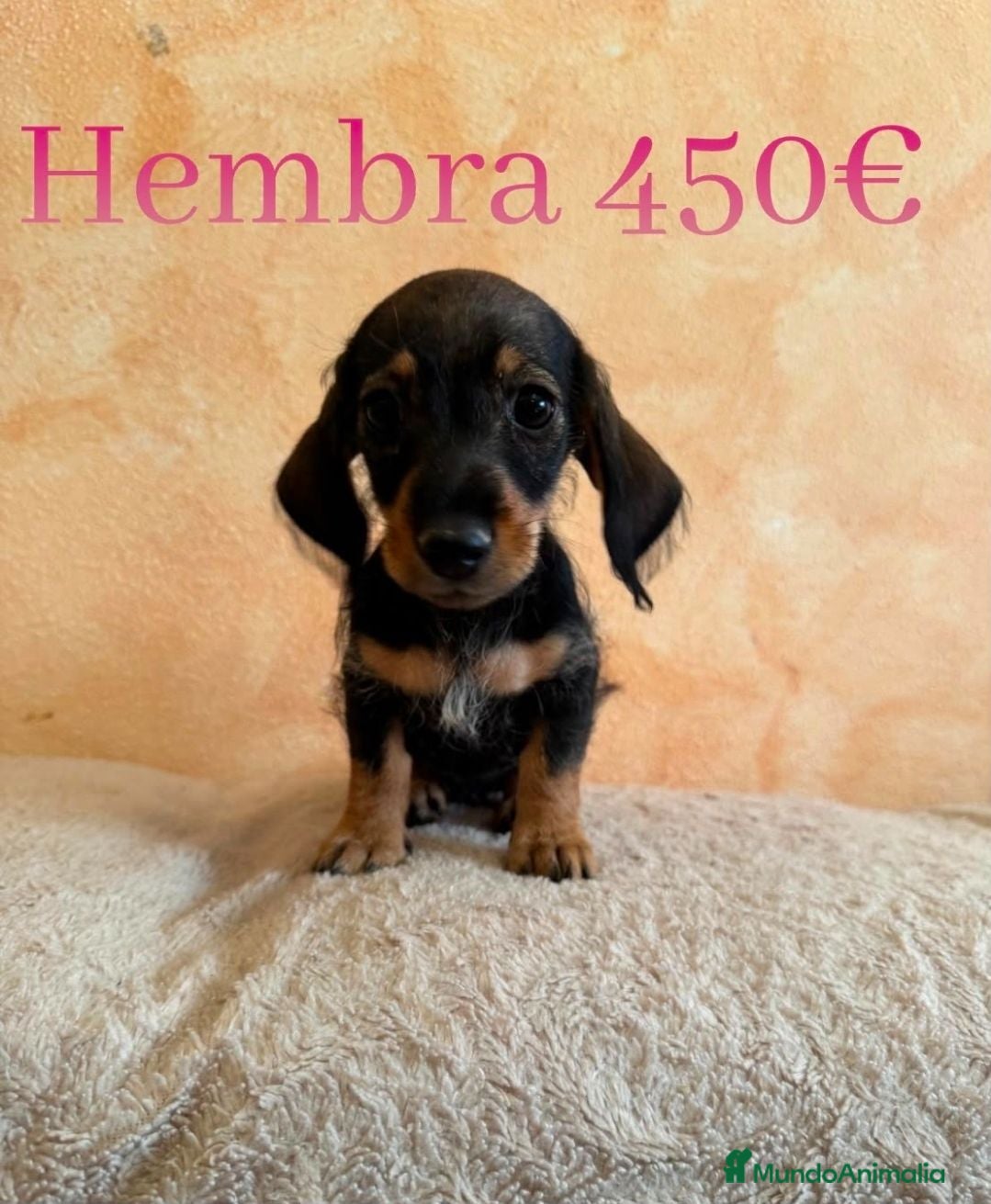 Teckel Miniatura perros Teckel minis de máxima calidad  - Anuncio 1