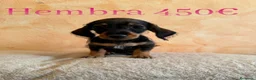 Teckel Miniatura perros en venta: Teckel minis de máxima calidad  - Anuncio 1