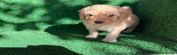 Perro de Agua Español perros en venta: perro de agua  - Anuncio 9