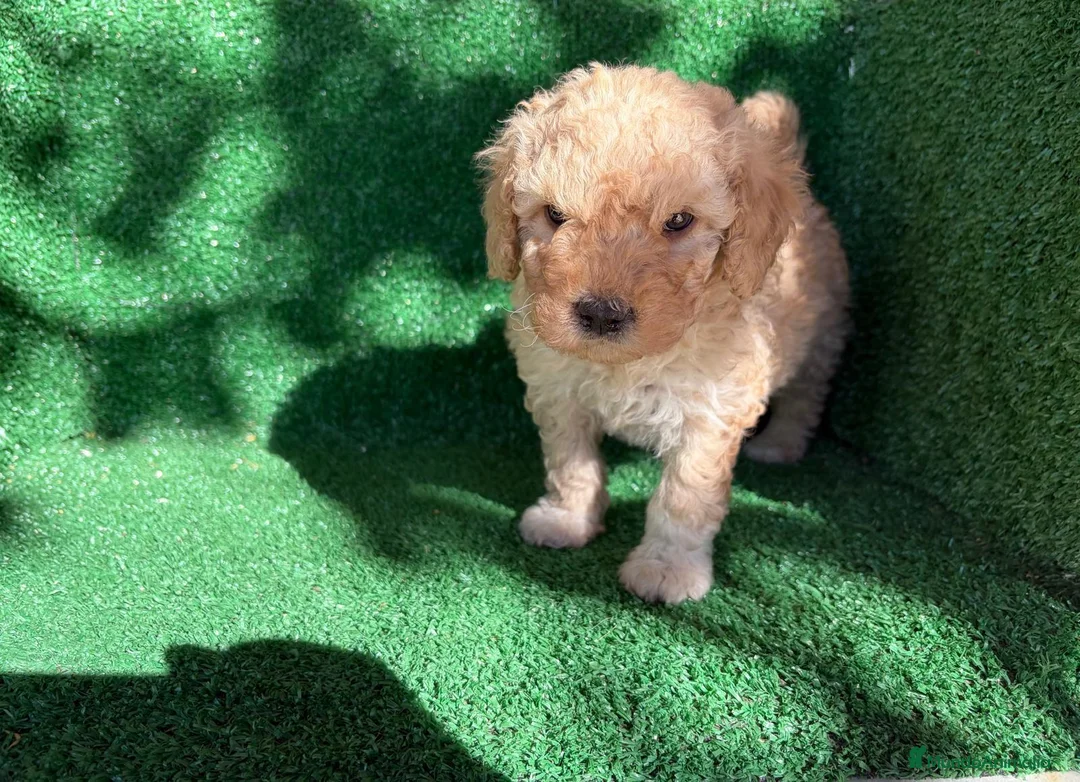 Perro de Agua Español perros en venta: perro de agua  - Anuncio 9