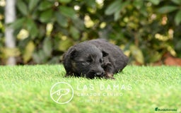 Pastor Alemán perros en venta: Pastor alemán disponibles - Imagen 6