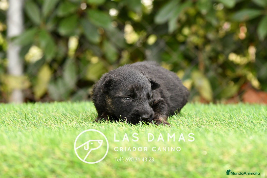 Pastor Alemán perros en venta: Pastor alemán disponibles - Imagen 6