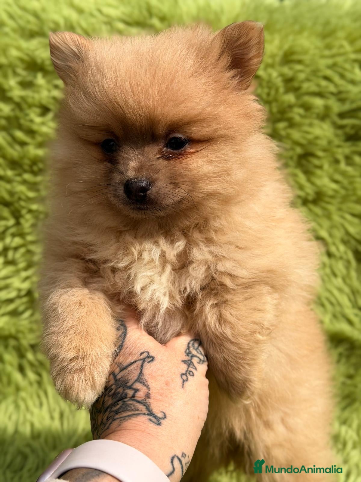 Pomerania perros POMERANIA NARANJA MACHO - Anuncio 2