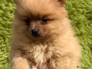 Pomerania perros POMERANIA NARANJA MACHO - Anuncio 2