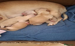 Chihuahua perros en venta: Chihuahua Toy  - Anuncio 3