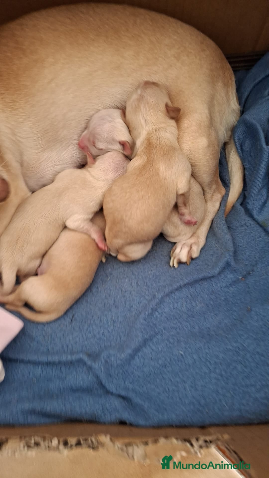 Chihuahua perros en venta: Chihuahua Toy  - Anuncio 3