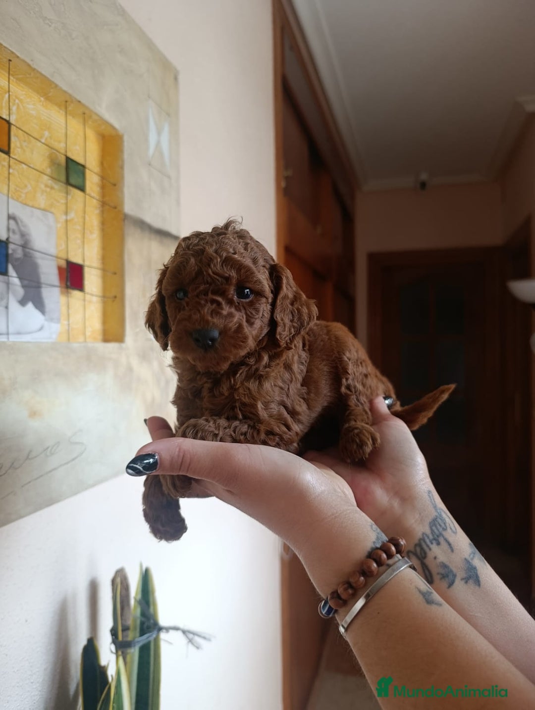 Caniche Toy perros en venta: CANICHES ROJOS EXCLUSIVOS  - Anuncio 1