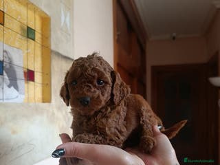 Caniche Toy perros CANICHES ROJOS EXCLUSIVOS - Anuncio 40