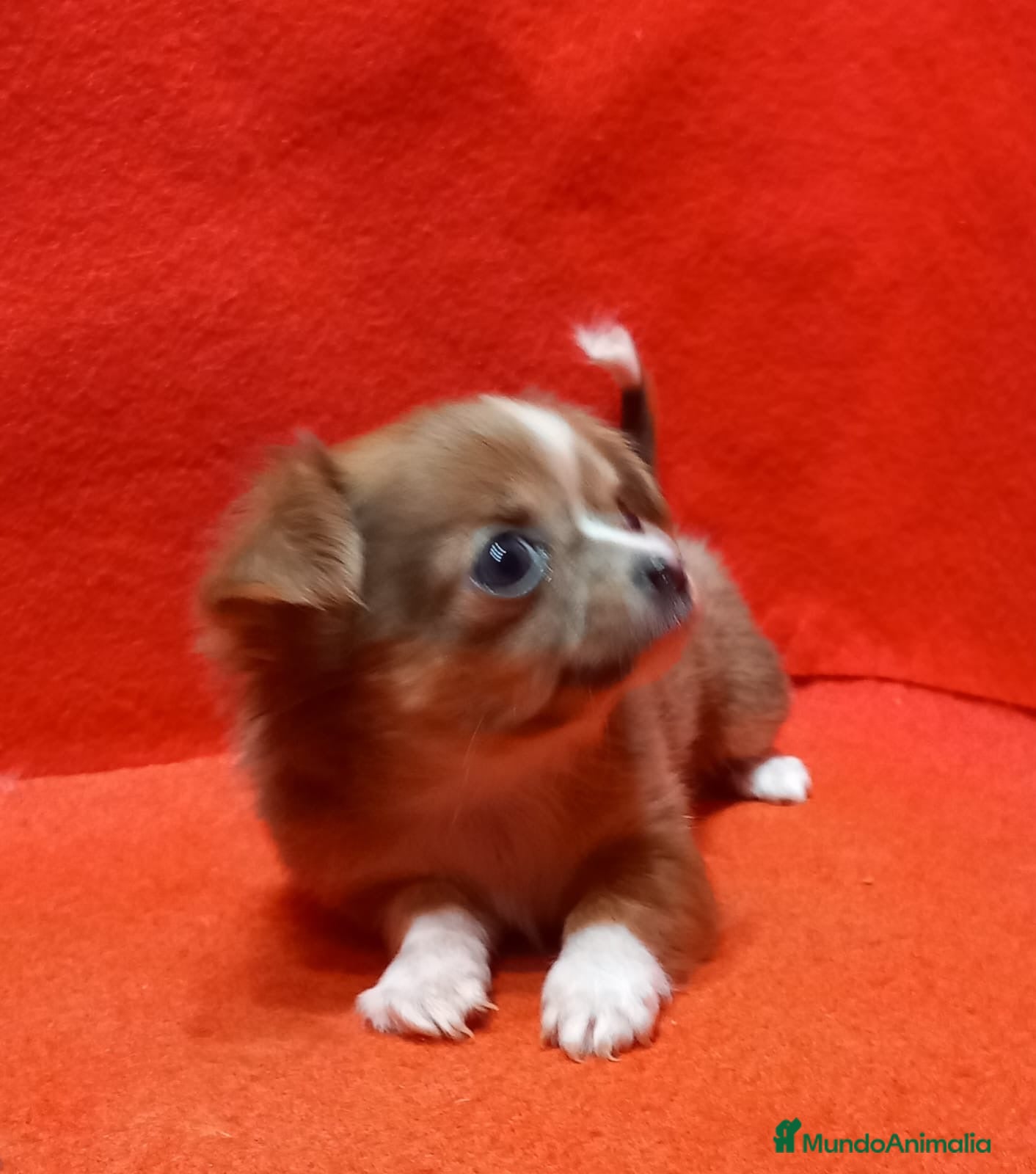 Chihuahua perros Chihuahua Toy hembra pelo largo  - Anuncio 1