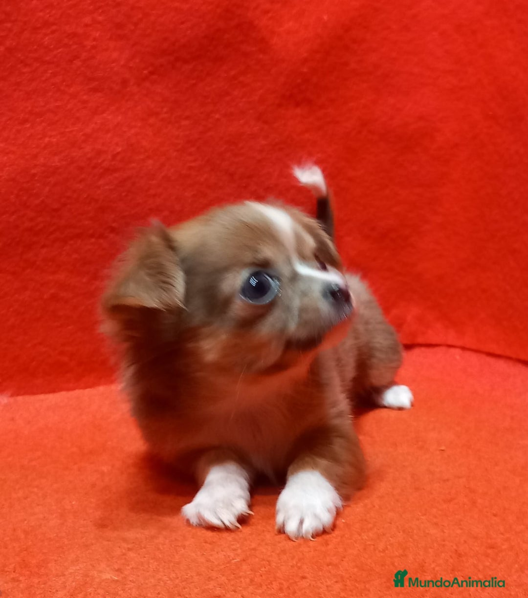 Chihuahua perros en venta: Chihuahua Toy hembra pelo largo  - Anuncio 1