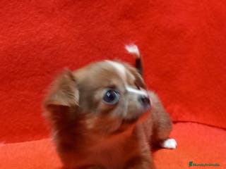 Chihuahua perros Chihuahua Toy hembra pelo largo - Anuncio 4