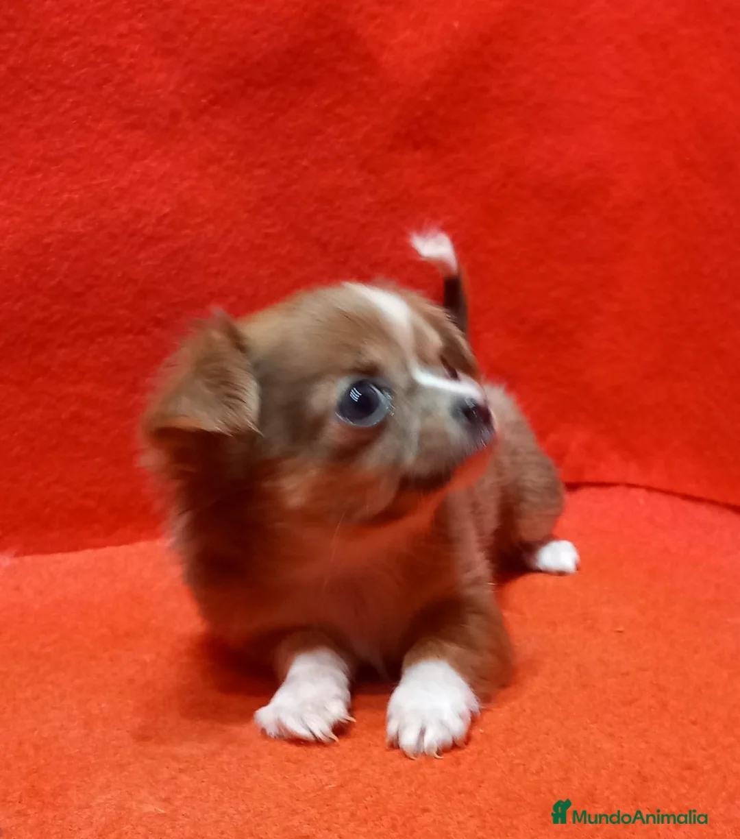 Chihuahua perros en venta: Chihuahua Toy hembra pelo largo  - Anuncio 1
