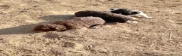 Perro de Agua Español perros en venta: Perros de agua  - Anuncio 3