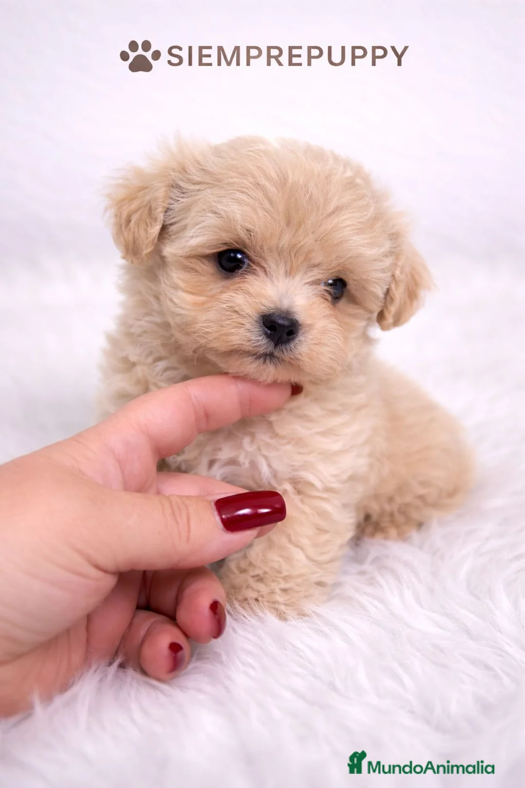 Maltipoo perros en venta: MALTIPOO TOY  - Anuncio 1
