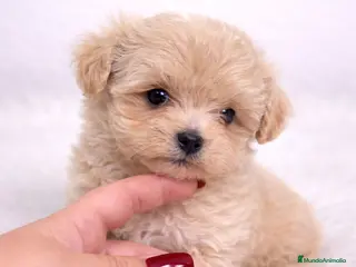 Maltipoo perros MALTIPOO TOY - Anuncio 4