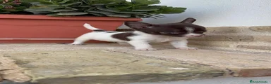 Chihuahua 1
