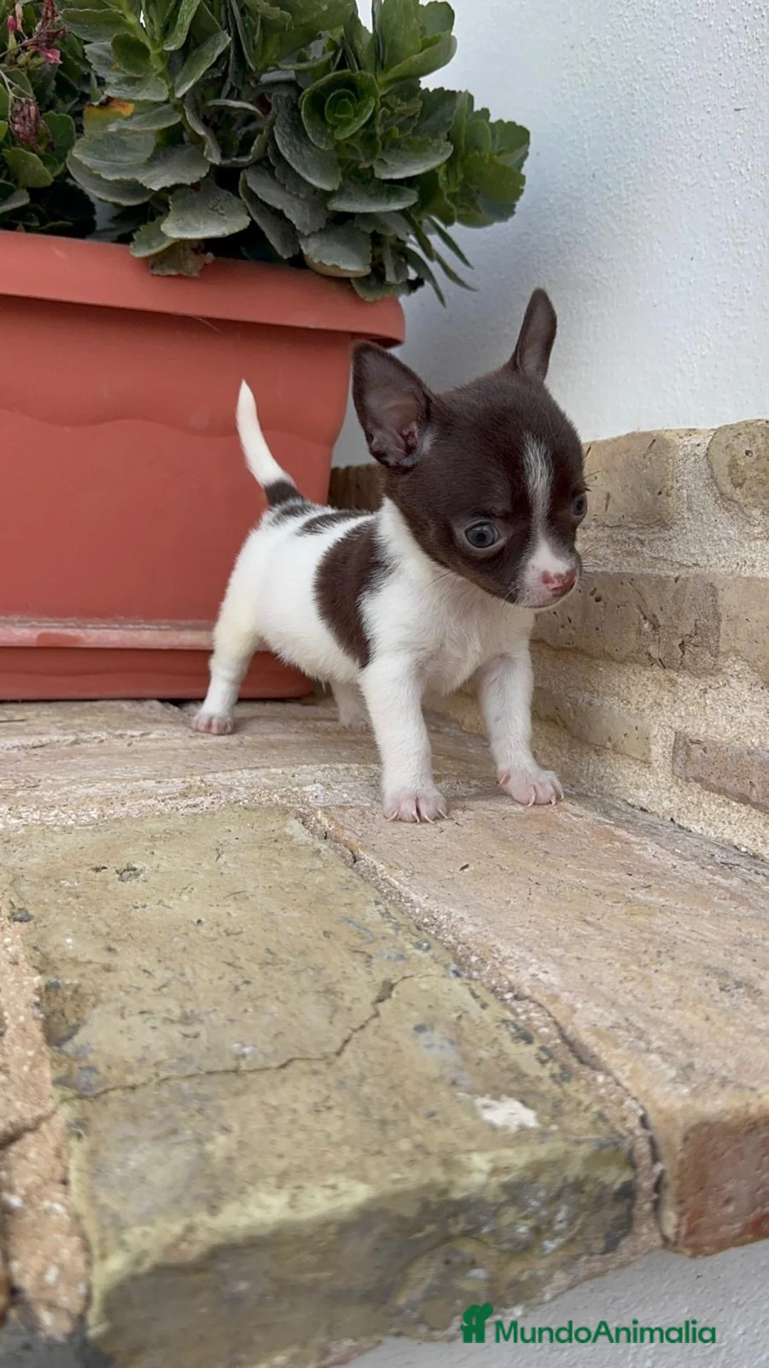 Chihuahua perros en venta: CHIHUAHUA MACHO - Anuncio 16