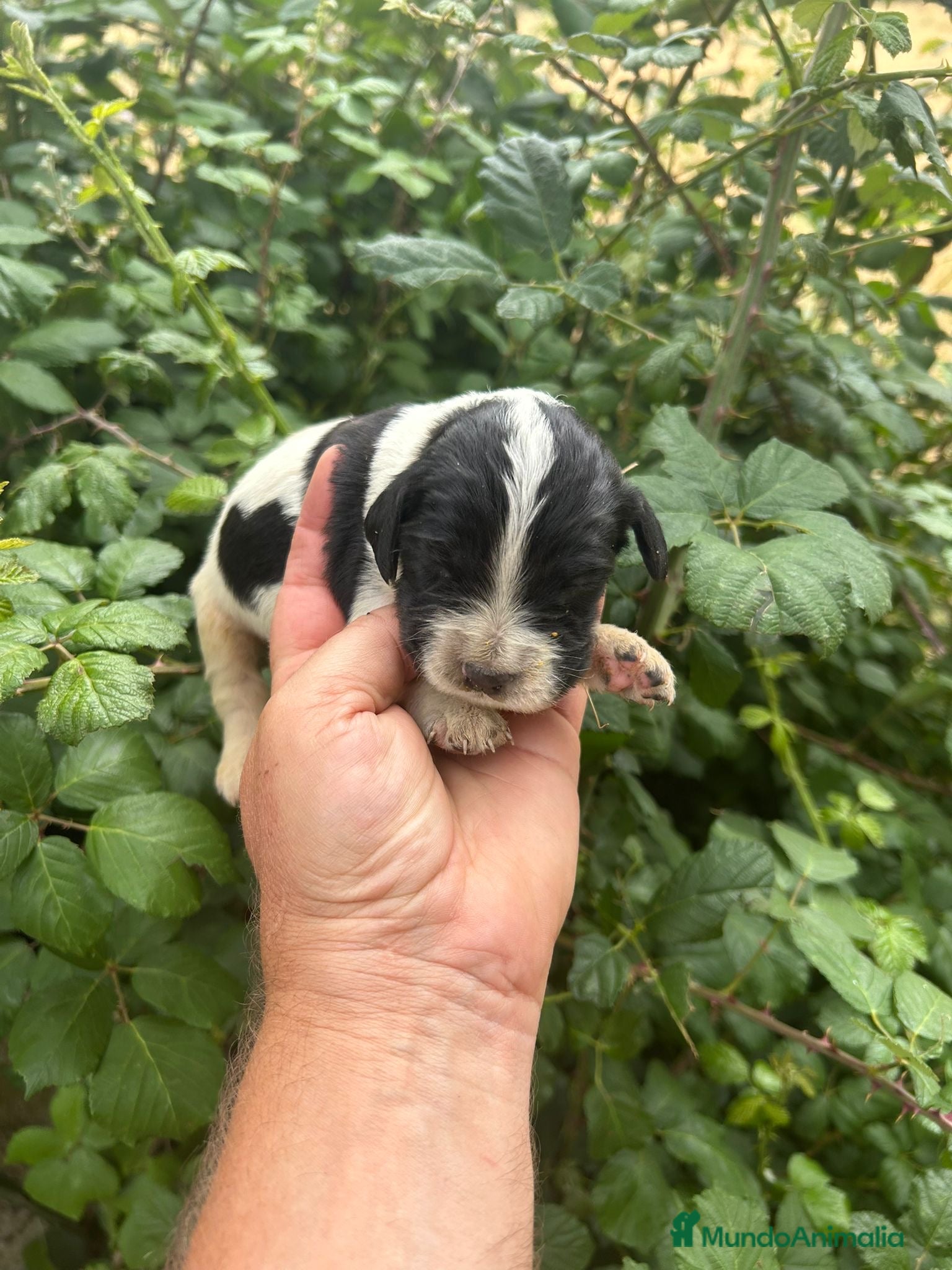 Setter Inglés perros Bonita camada setter ingles - Anuncio 1